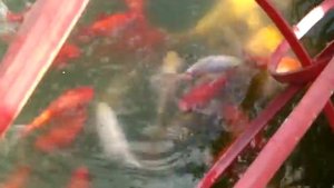 Ботанический сад МГУ "Аптекарский огород". Рыбки в пруду. Просто красиво.