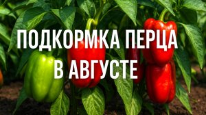Секрет августовской подкормки для Перца: сочные плоды до осени!