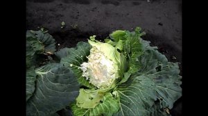 Треснул кочан капусты