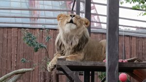 Лев Шерхан исполняет ведущую партию в опере "Вечерние джунгли". Львы после СПА-салона.