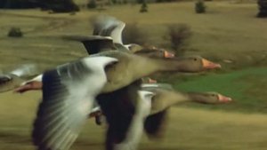 Полет диких гусей! Красивое видео.