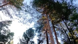 Сквер торжеств