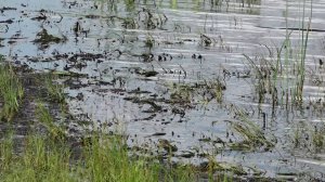 АБАКАНСКАЯ ПРОТОКА ВНОВЬ ЦВЕТЁТ