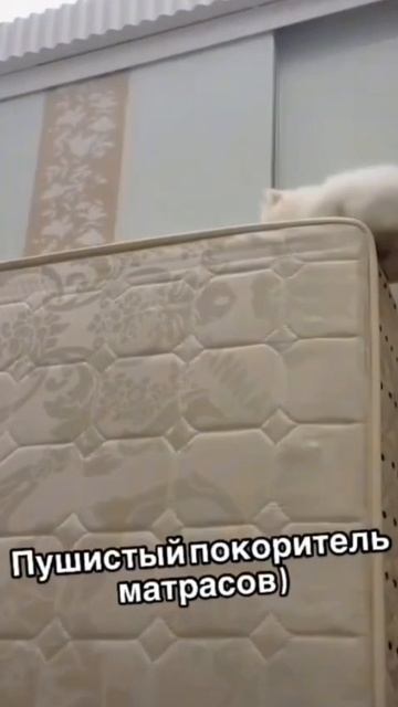 Хехе котик) смотреть онлайн