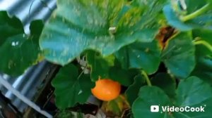 Август продолжается