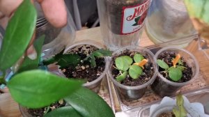 Обзор маленького стелажа и неожиданное цветение🌸