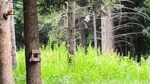 Шанели и зачем я оправдываюсь 🤔