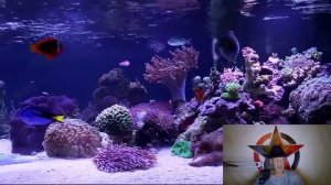 Расчёт или ошибка и Фокус с Разоблачением