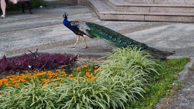 павлин2.1000062176.mp4 смотреть онлайн