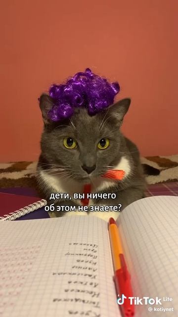 если бы котики ходили в школу