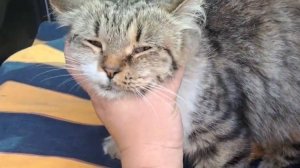 Подобрали беременную кошку с больными глазами