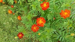 природа,цветы 💓