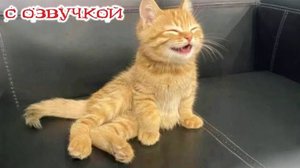 Приколы с котами! С ОЗВУЧКОЙ! САМЫЕ СМЕШНЫЕ ЖИВОТНЫЕ! Смешные коты! До слез!