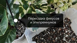 Пересадка фикусов и эпипремнумов