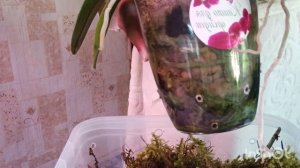 девочки попробуйте такой способ посадки для ваших орхидей! они вам скажут спасибо ☺🌹