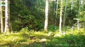 Заяц в заповеднике "Кивач". 22.07.2025