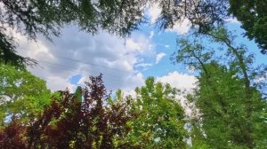 Крым август. ЖАРА. Прогулка по Ялте . Море. Собаки уличные.