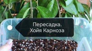 Пересадка хойи карнозы