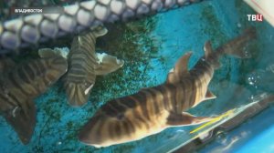 Акулята в Приморском океанариуме растут гурманами и едят прямо с рук / События на ТВЦ