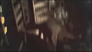 палочник окуратно страшно