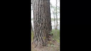 #вековаясосна#shorts#псковская#прогулкавдольозера#олбецкое#