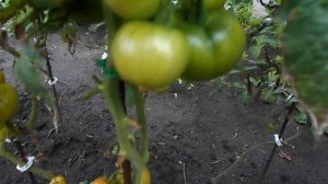 ДОЖДЬ НАС ПРОГНАЛ С ДАЧИ