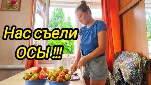 КУПИЛИ ДОМ В ДЕРЕВНЕ | Нас съели осы | Испытания продолжаются | Семья в селе