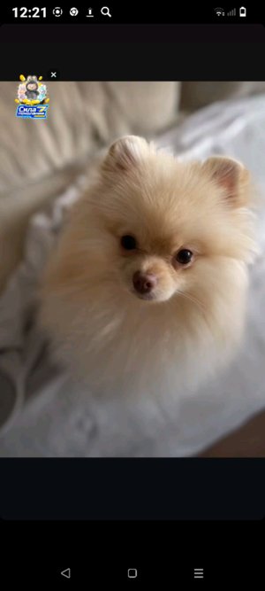 ИГРАЮ С КОШЕЧКОЙ!!!!!🐱 🐈