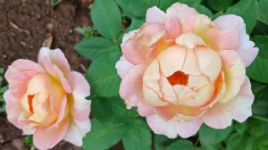 Красивые розы на даче 👍💝🌺🚀#розы #цветы