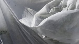 Осенняя защита томатов от холодных рос.08.08.2025.Каменск-Уральский.