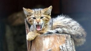 Европейские лесные кошки и веселые котята.