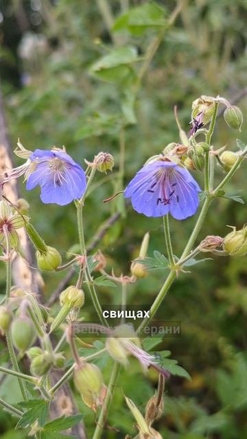 трава от 40 недугов смотреть онлайн