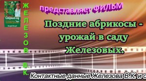Поздние абрикосы - урожай в саду Железовых.