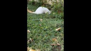 Знакомьтесь! Пушистая часть моей семьи.