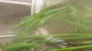 Жареная фасоль