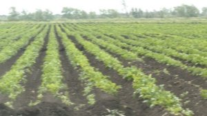 Свердловская область готовит новые кадры для аграрного сектора. Панорама 08.08.25