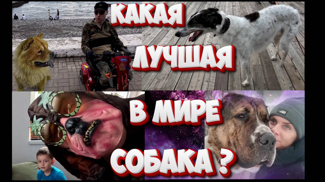 Лучшая собака в мире Сокращённая версия    из фильма смотреть онлайн