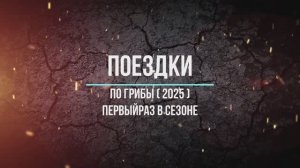 По грибы ( 2025 ) первый раз в сезоне