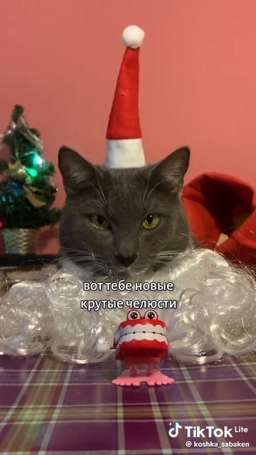если бы котики ходили в школу
