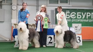 15.06.2025, СПб. Клуб "Лэсси" (РКФ, РФЛС). ФЕСТИВАЛЬ БРИТАНСКИХ ПАСТУШЬИХ ПОРОД. Моно БОБТЕЙЛ