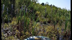 Заякинцы 03.08.2025.mp4