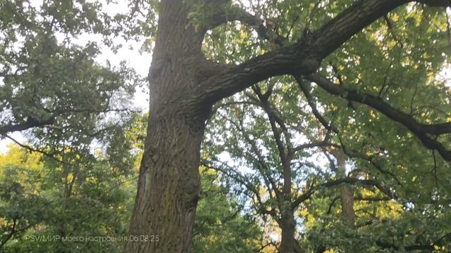 06.08.25 Прогулка по парку Сосновая поляна.Лето 2025.