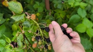 Ежевика поспела.
8 августа Московская область