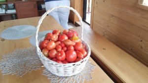 Целая корзина спелых томатов! Собрала урожай. На участке работы много, но холодно.