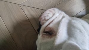 Звуки голоса английского бульдога