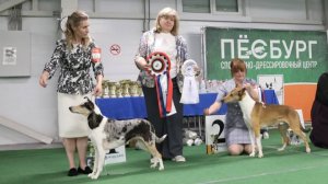 15.06.2025, СПб. Клуб "Лэсси" (РКФ, РФЛС). ФЕСТИВАЛЬ БРИТАНСКИХ ПАСТУШЬИХ ПОРОД. Моно КОЛЛИ Г/Ш