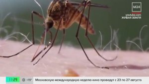 Лихорадка чикунгунья вспыхнула в Китае из-за комаров - Москва 24