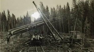 Лесозаготовители в Сибири столкнулись с нечто