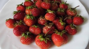 Ягоды нашей ремонтантной клубники спеют понемногу