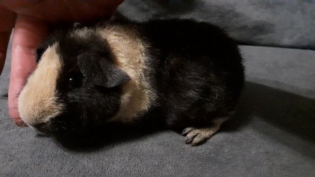 американский тедди черный с кремом из питомника ZLATO VLASKA